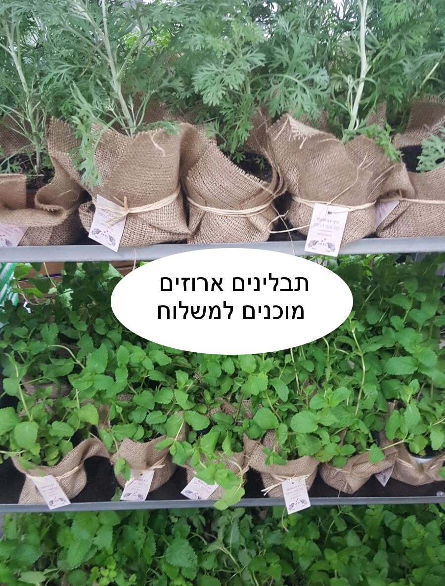 שי לאורחים